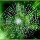 (spider)web im web :)