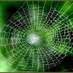 (spider)web im web :)