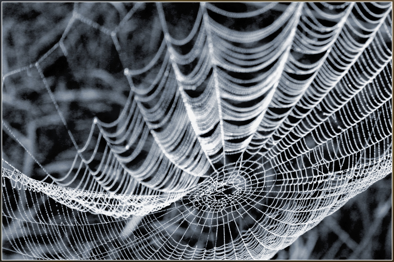 Spiderweb IV