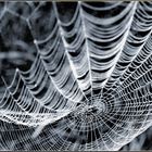 Spiderweb IV