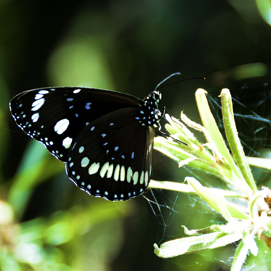 Spiderweb Landing