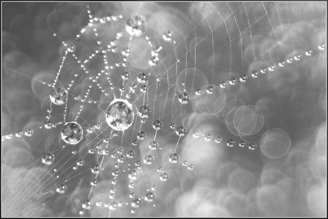 Spiderweb V