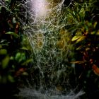 Spiderwebby Waterfall