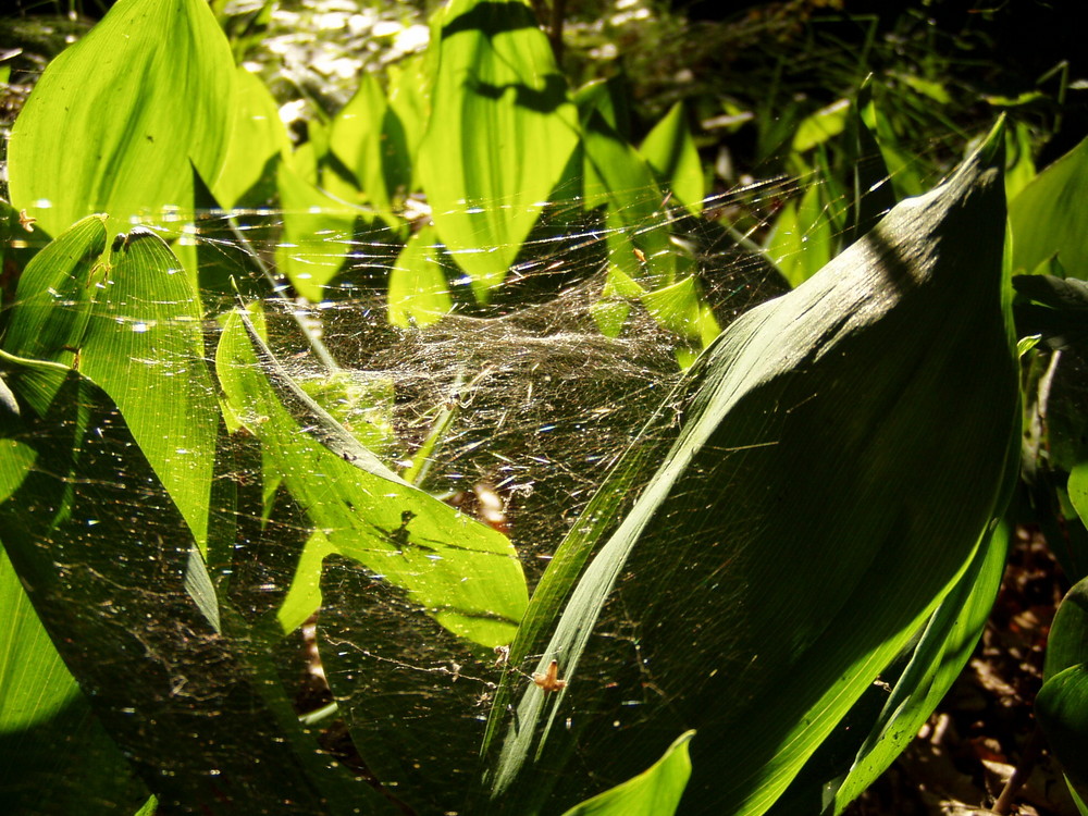 spiderwebs