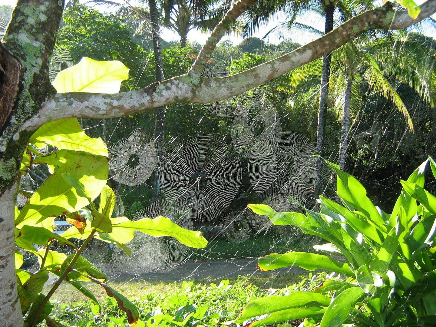 Spiderwebs in Princeville Kauai