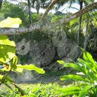 Spiderwebs in Princeville Kauai