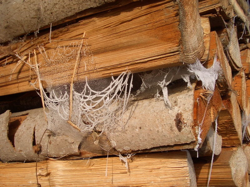 spiderwebs in winter