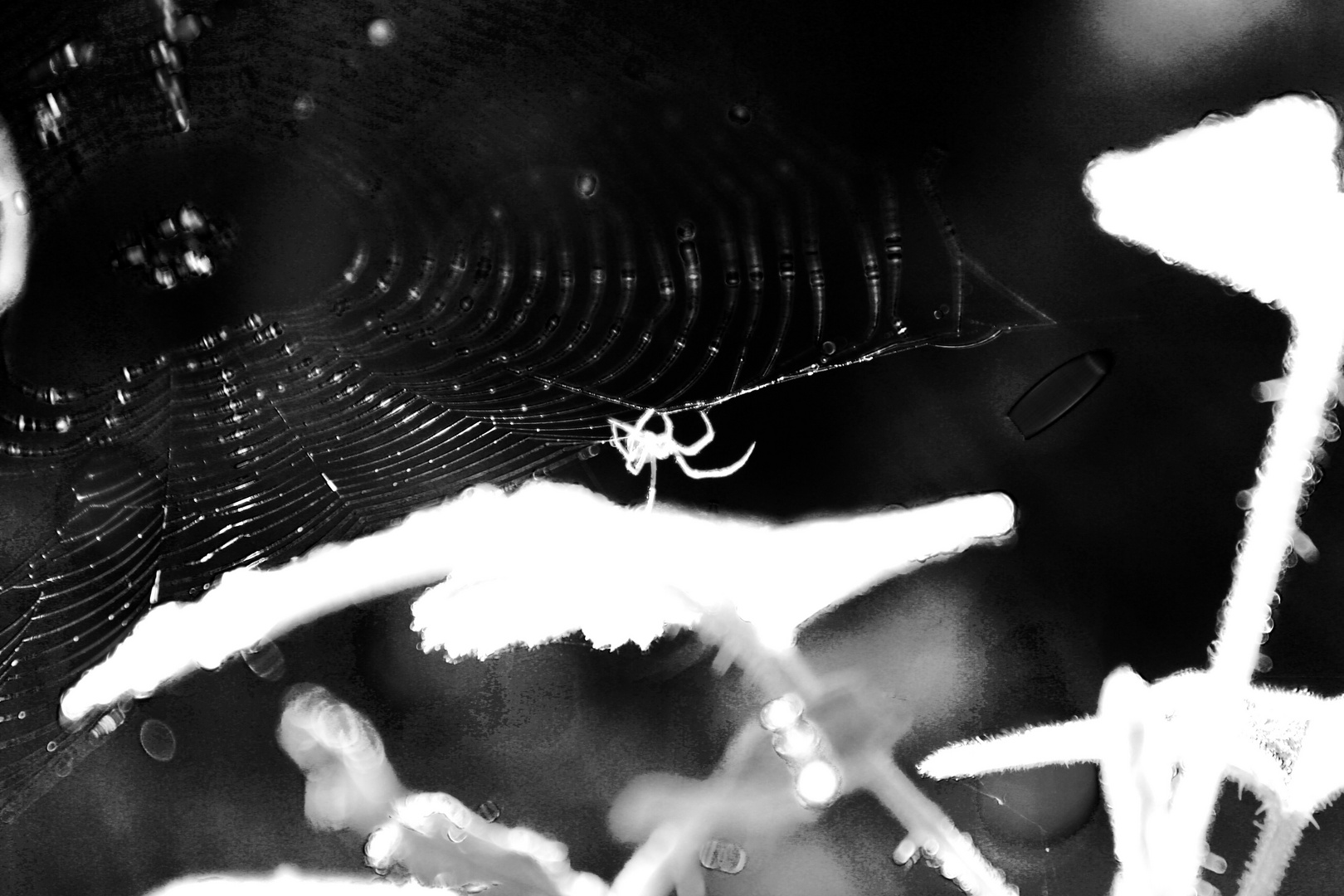 Spider.white.