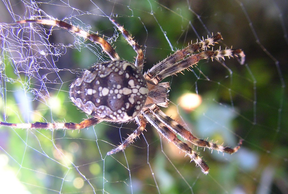 Spiderwoman