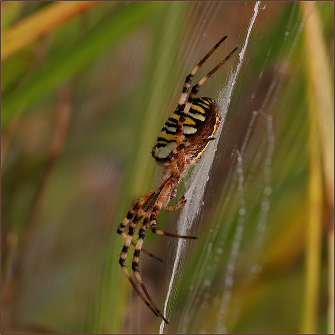 spiderwoman