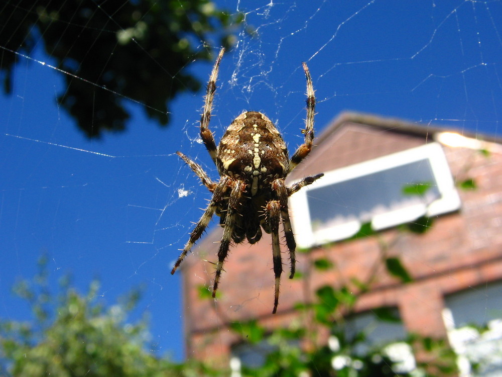 Spiderwoman