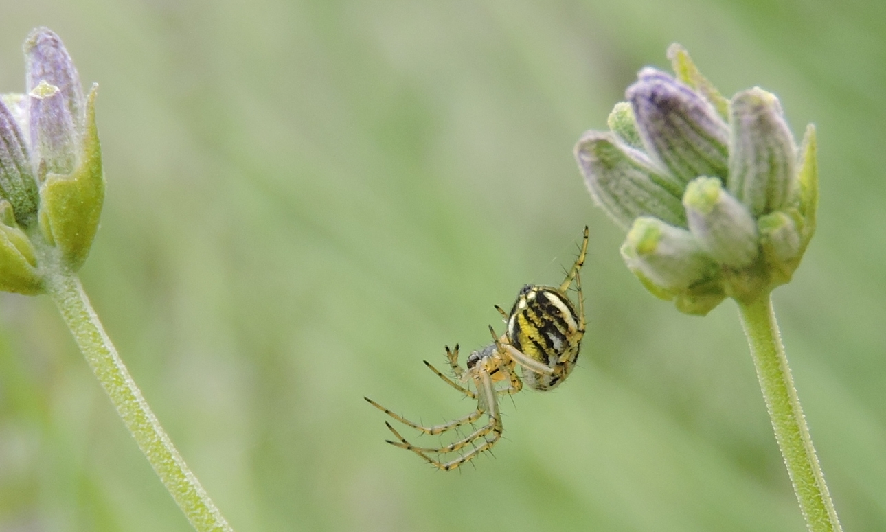 Spider(wo)man zwischen Lavendelblüten