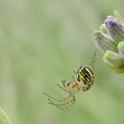 Spider(wo)man zwischen Lavendelblüten