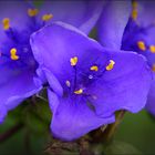 Spiderwort, Wildflowers....