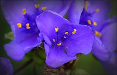 Spiderwort, Wildflowers....