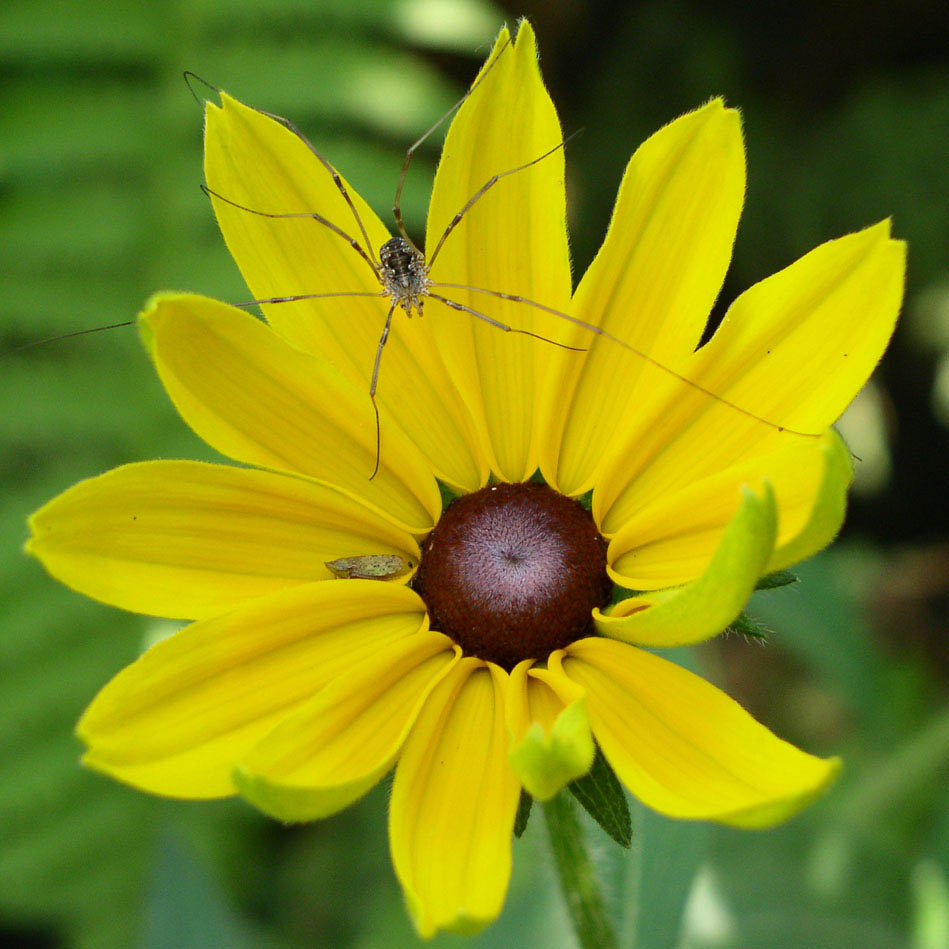 spider&yellow