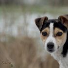 Spidi sucht Körbchen