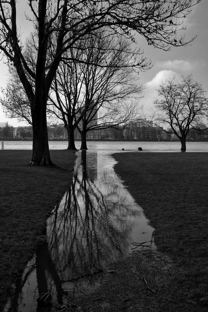 SPIEGEL AM Dienstag ......( Baum SPIEGEL )