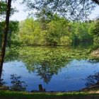 Spiegel am Weiher