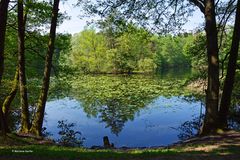 Spiegel am Weiher