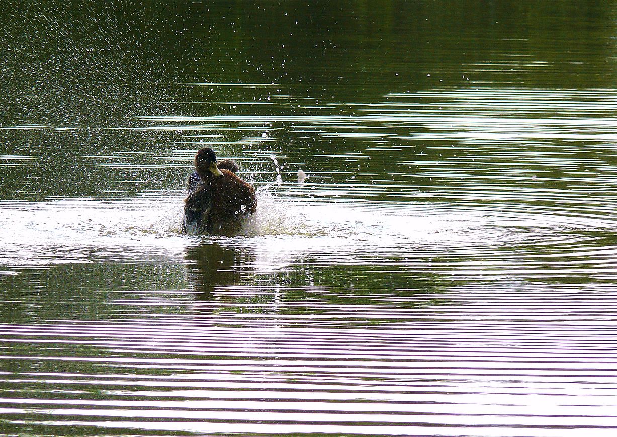 Spiegel auf dem Waldteich