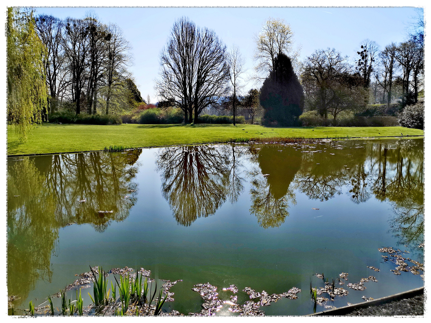 Spiegel-Bäume, Kurpark-Träume