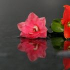 Spiegel-Blumen
