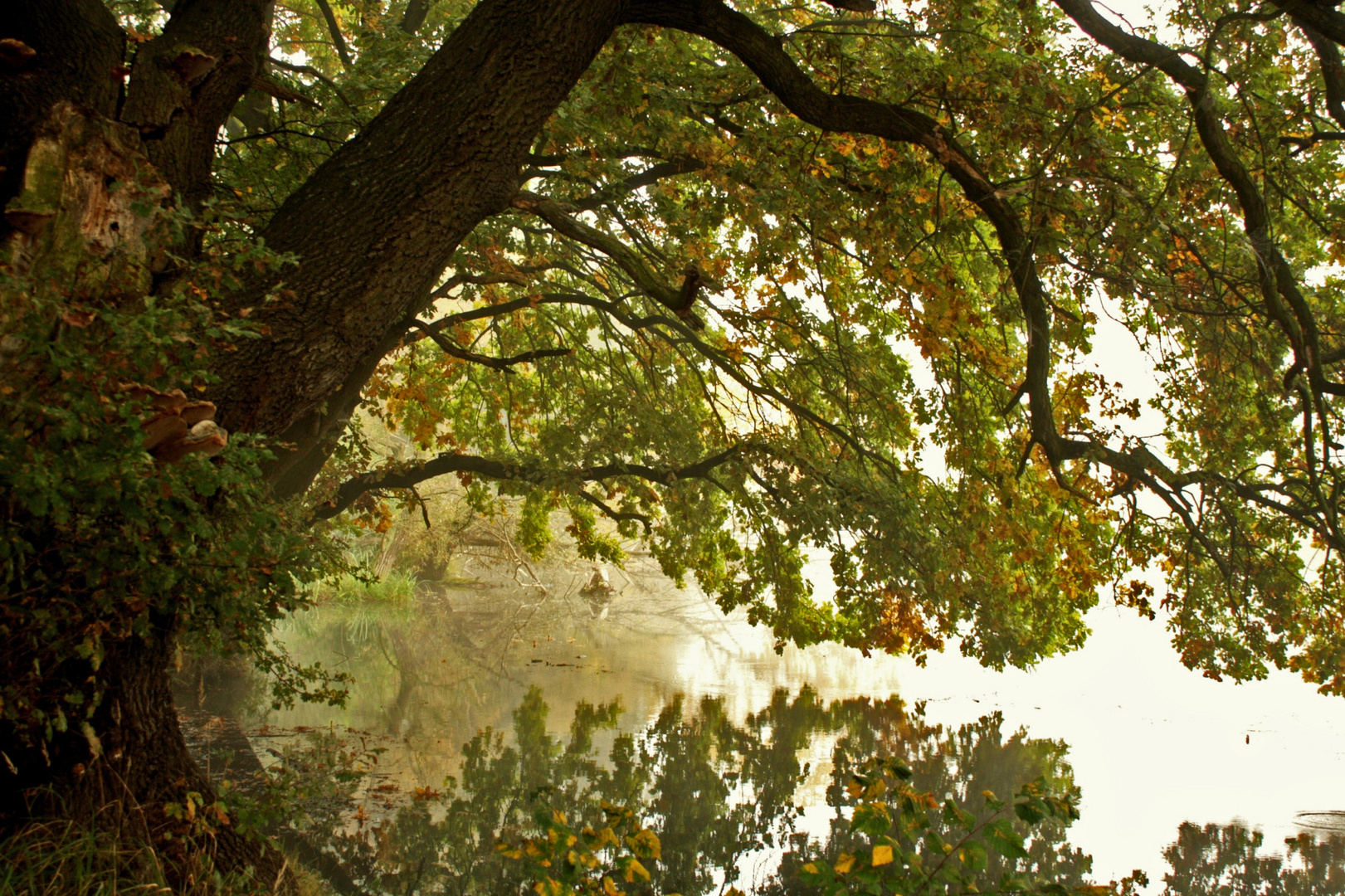 Spiegel der Natur