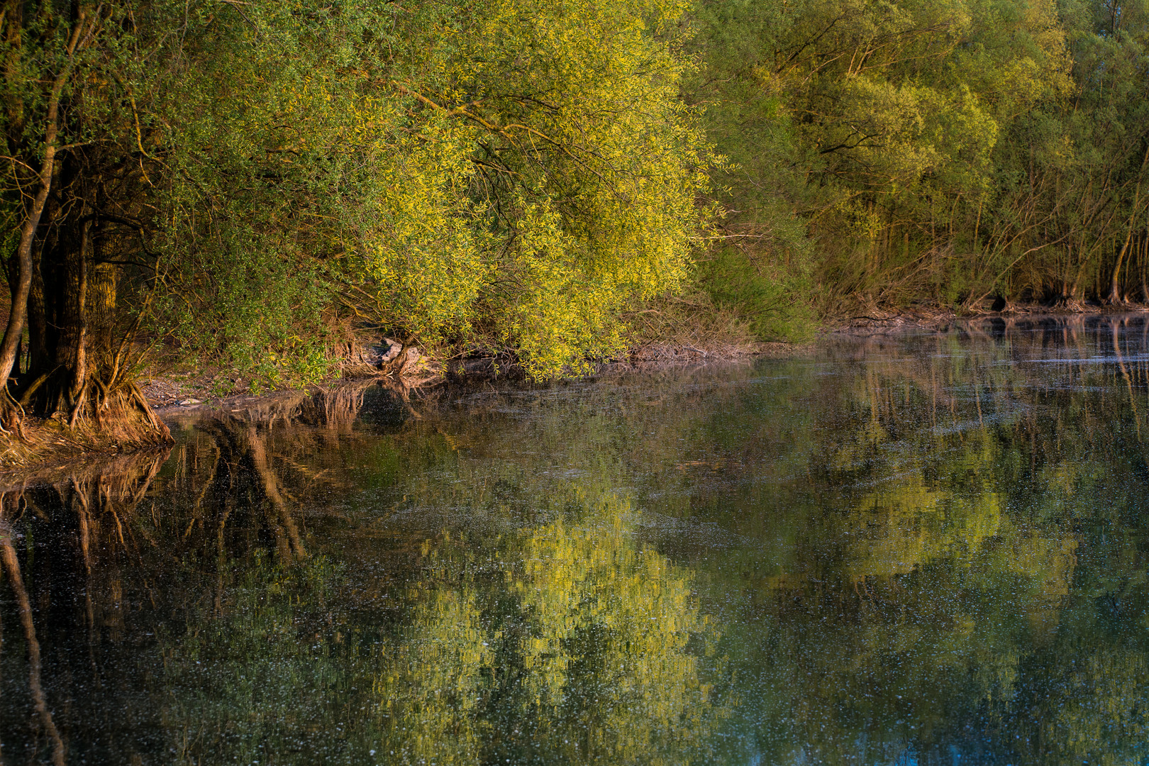 Spiegel der Natur 