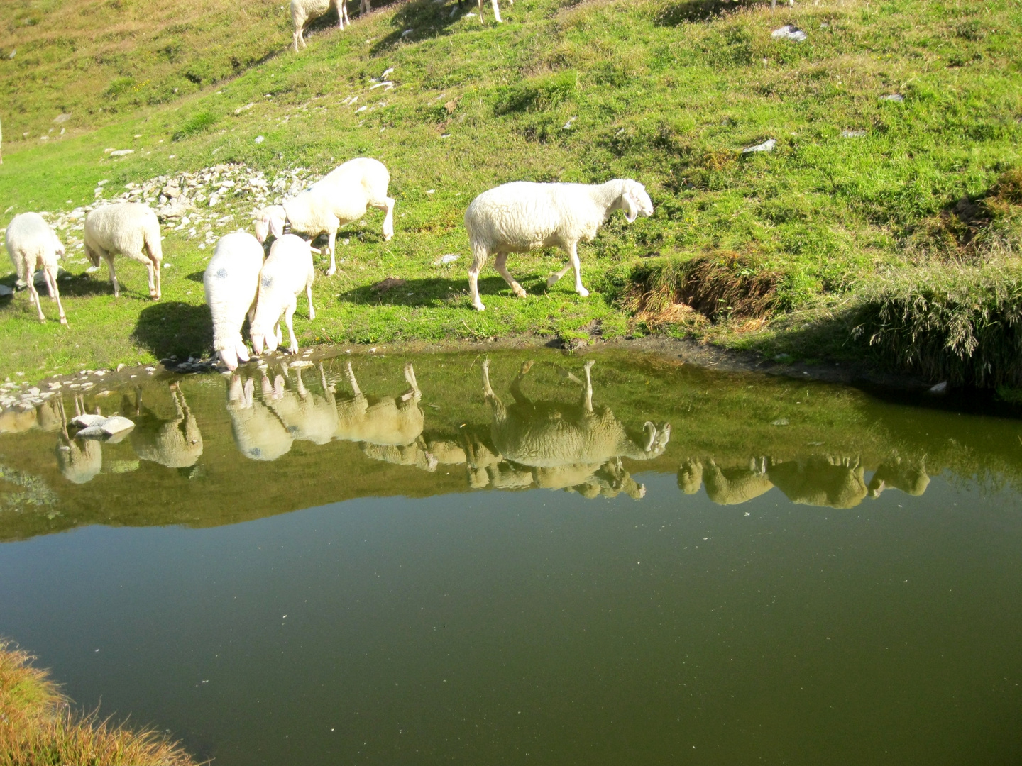 Spiegel der Natur