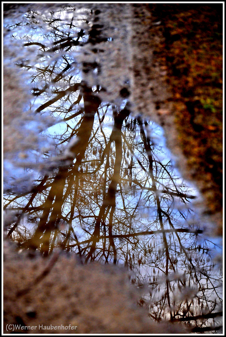 Spiegel der Natur