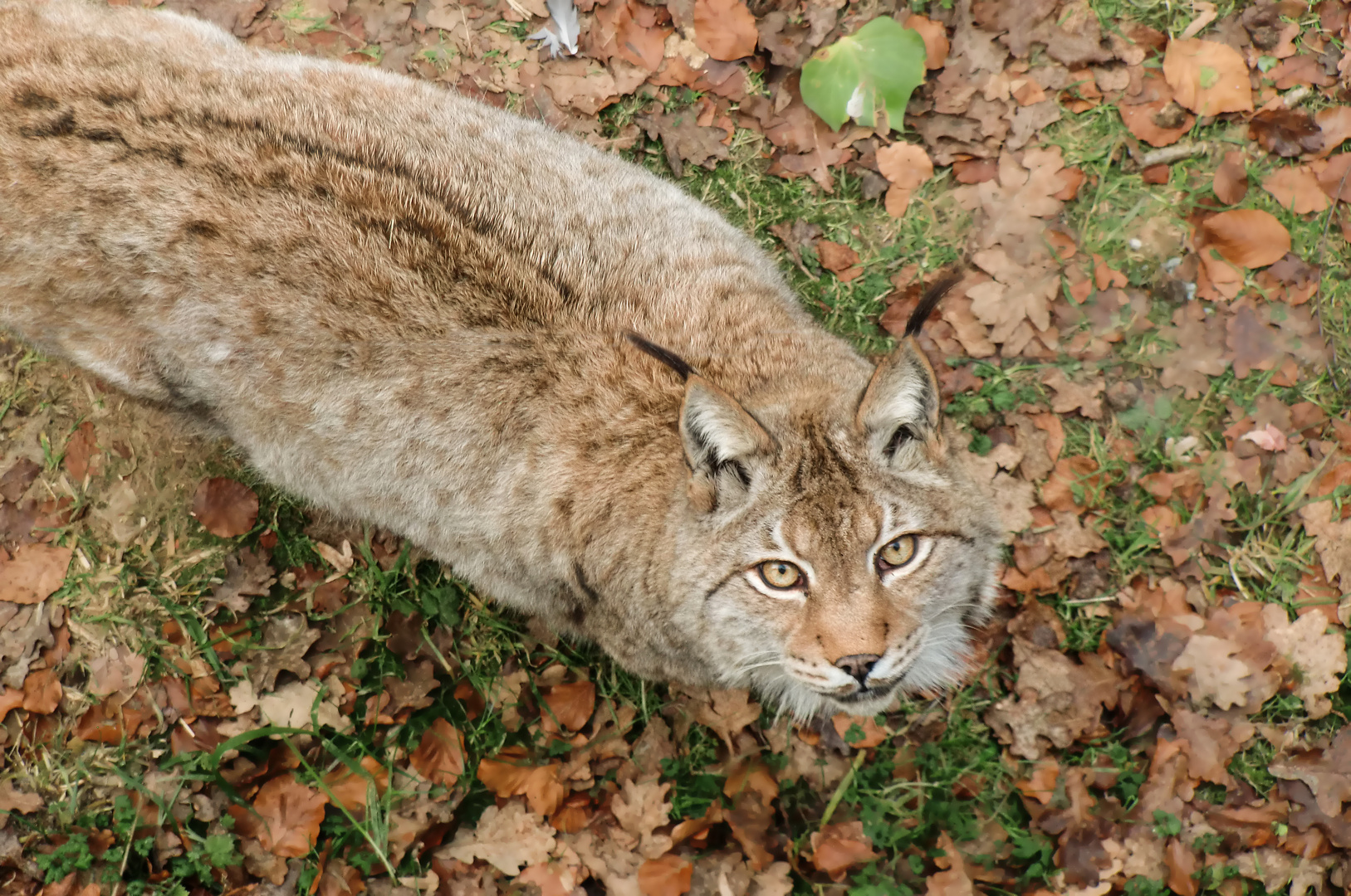 Spiegel der Natur