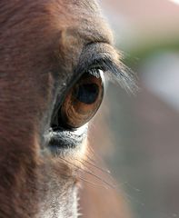 Spiegel der Seele