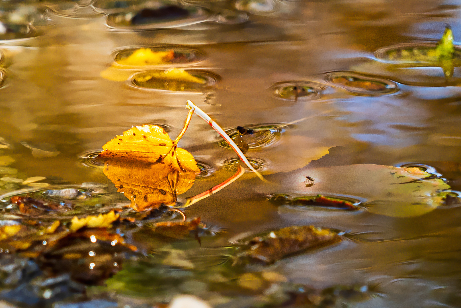 Spiegel des Herbstes