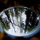 Spiegel des Waldes 
