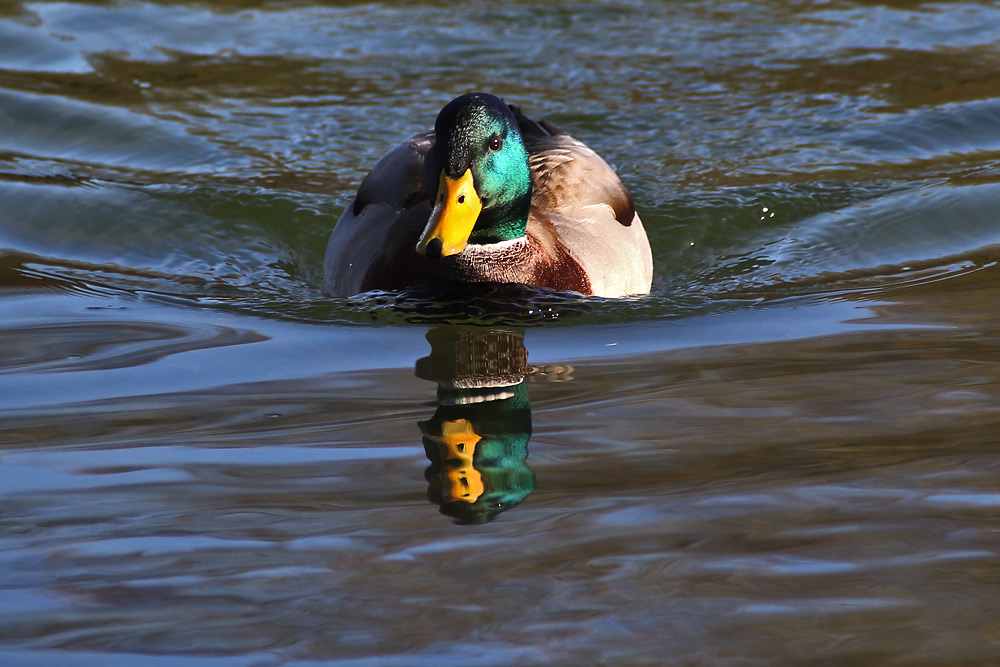 "Spiegel-Ente"