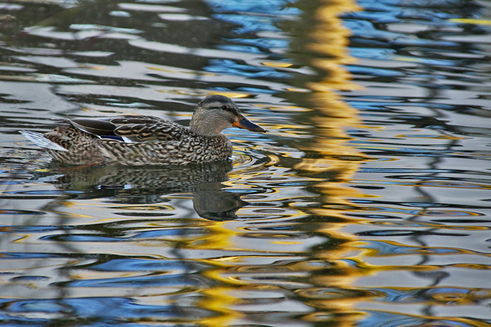 "Spiegel-Ente"