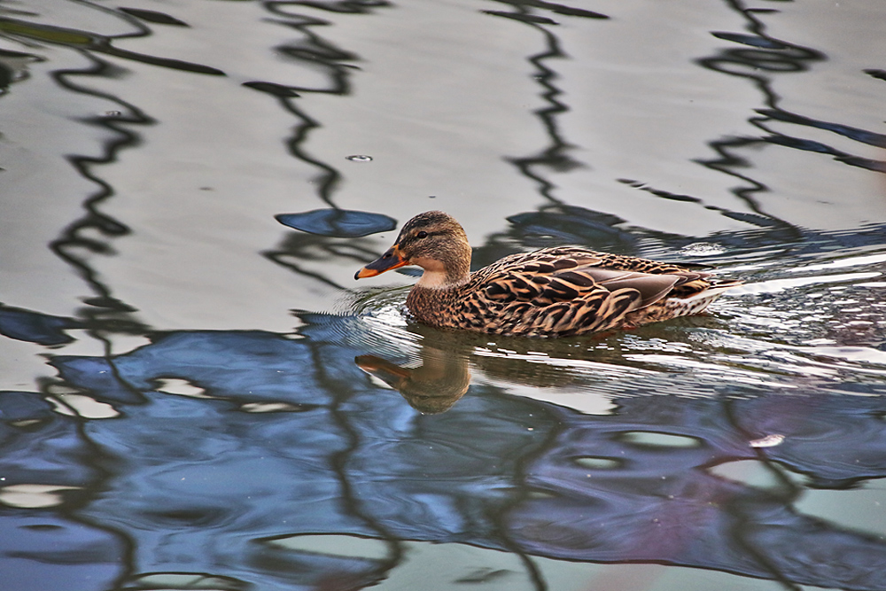 "Spiegel-Ente"