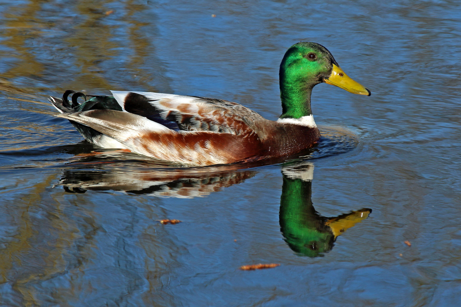 Spiegel-Ente