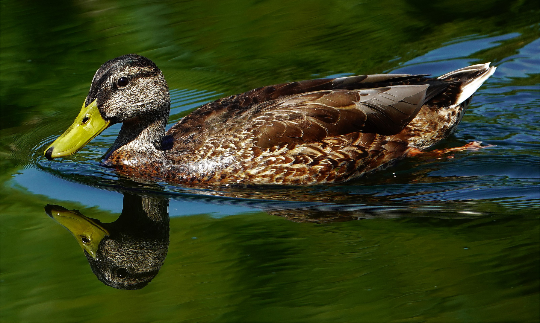 Spiegel-Ente