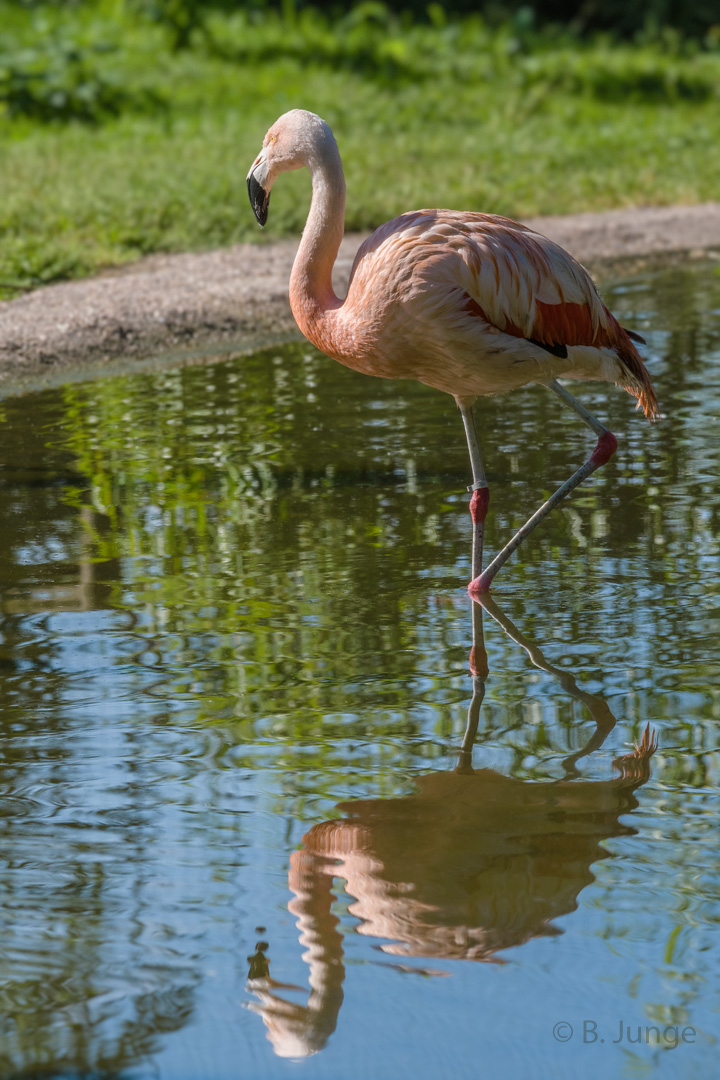 Spiegel-Flamingo