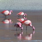 Spiegel-Flamingos
