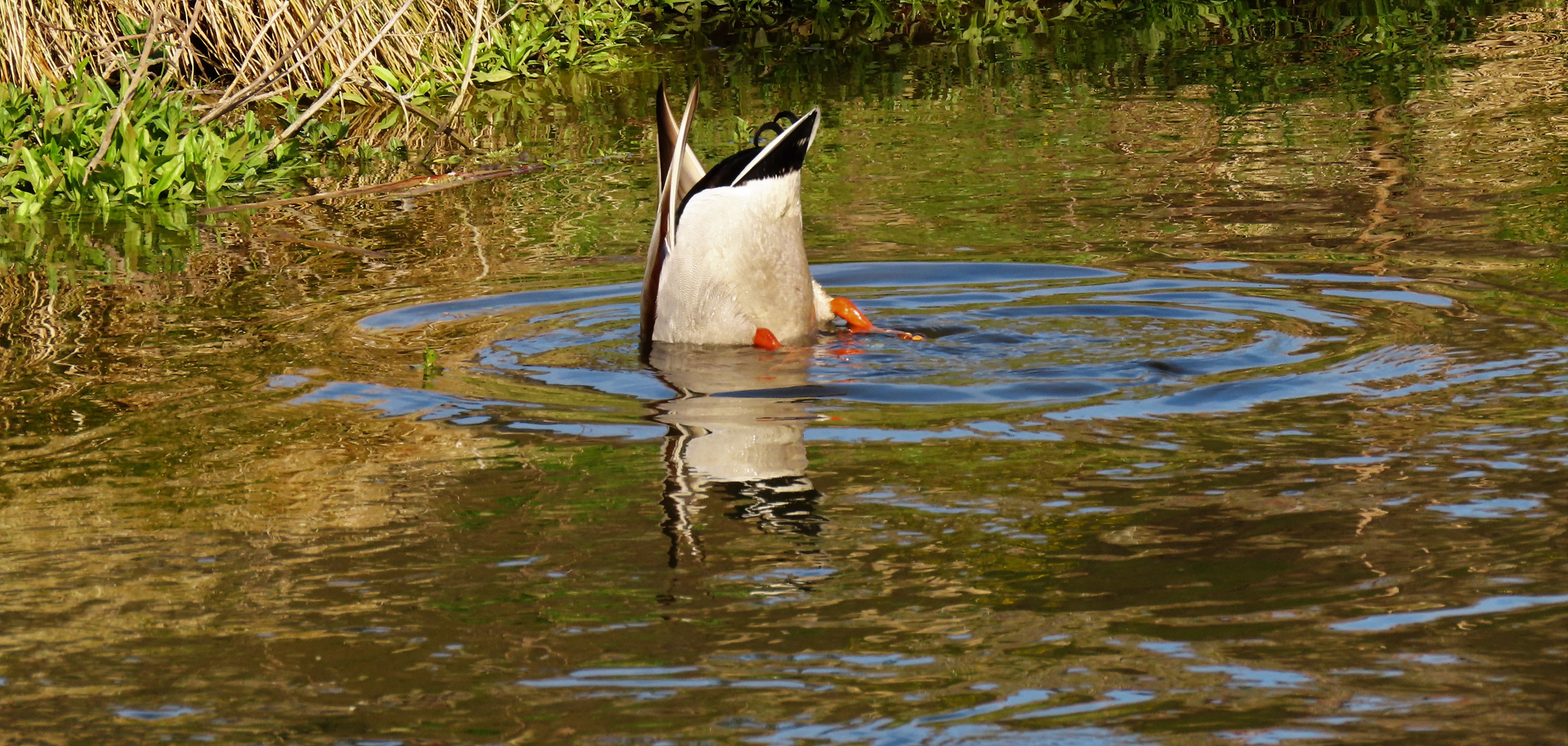 Spiegel-Gans