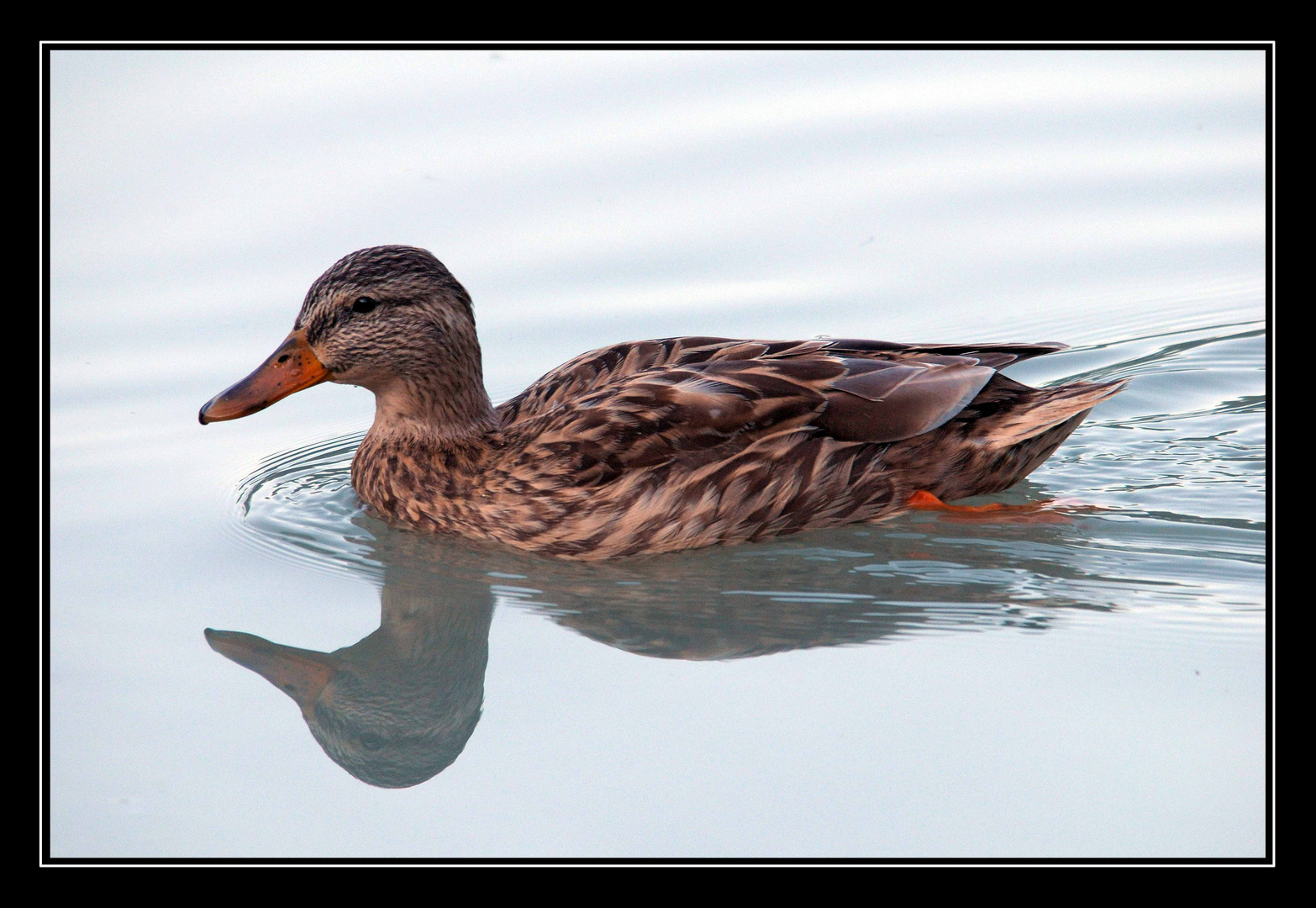 Spiegel - gesehen an der Salzach