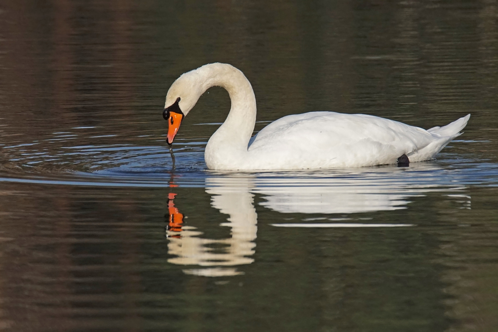 Spiegel-Höckerschwan