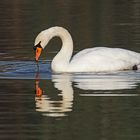 Spiegel-Höckerschwan