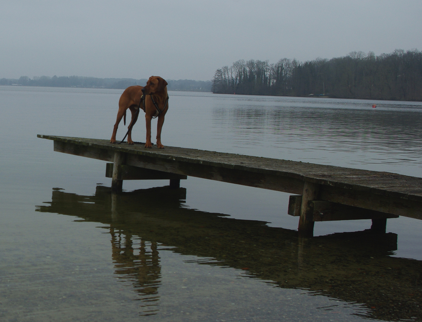 Spiegel-Hund