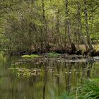 Spiegel im Mühlenteich