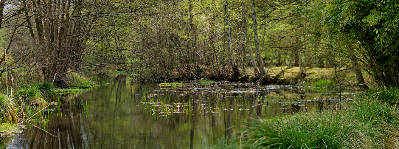 Spiegel im Mühlenteich