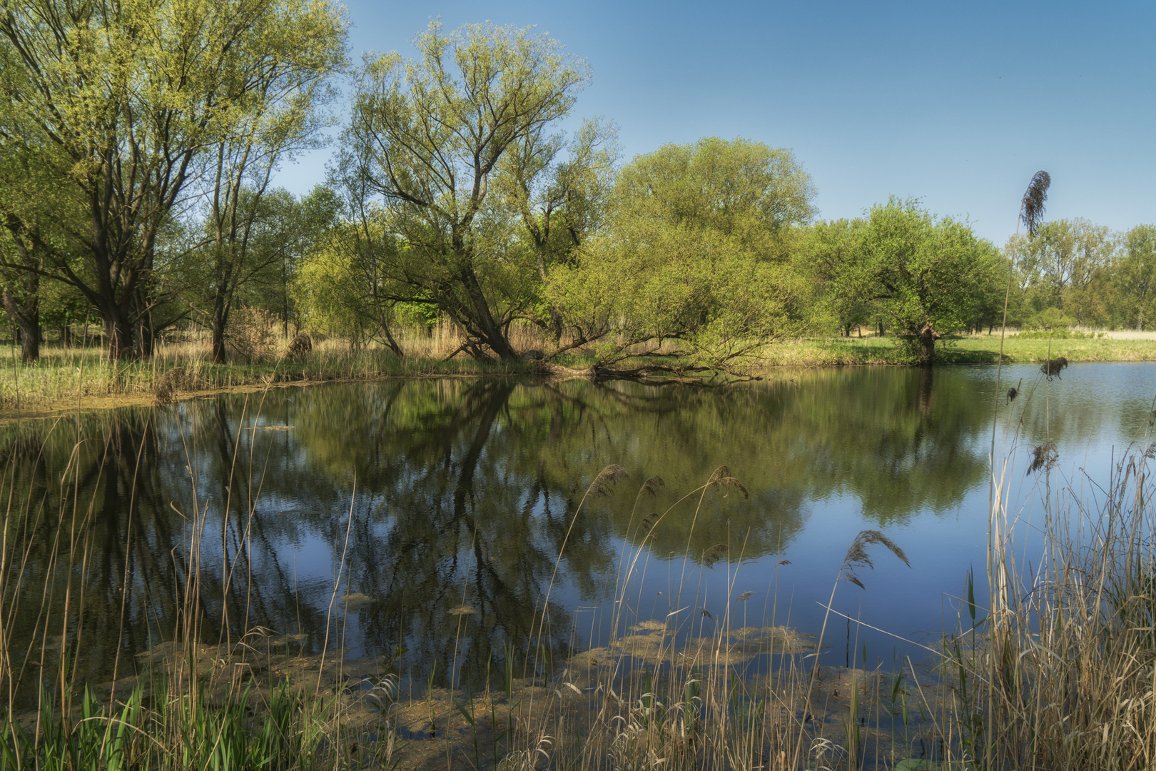 Spiegel im See